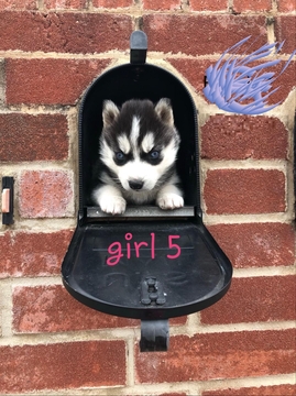 Medium Photo #5 Siberian Husky Puppy For Sale in ARLINGTON, TX, USA