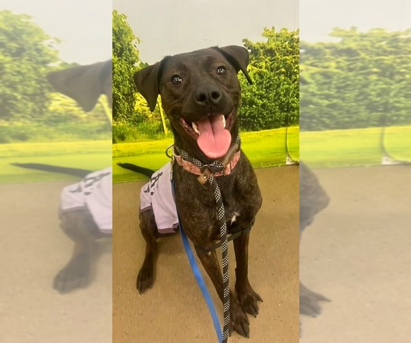 Medium Photo #3 Labrador Retriever-Unknown Mix Puppy For Sale in Munford, TN, USA