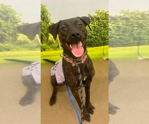 Patsy Cline - Female Labrador Retriever-Unknown Mix Dog for Adoption - Photo #3