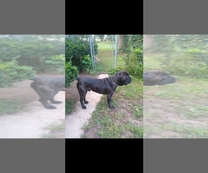 Father of the Cane Corso puppies born on 05/09/2022
