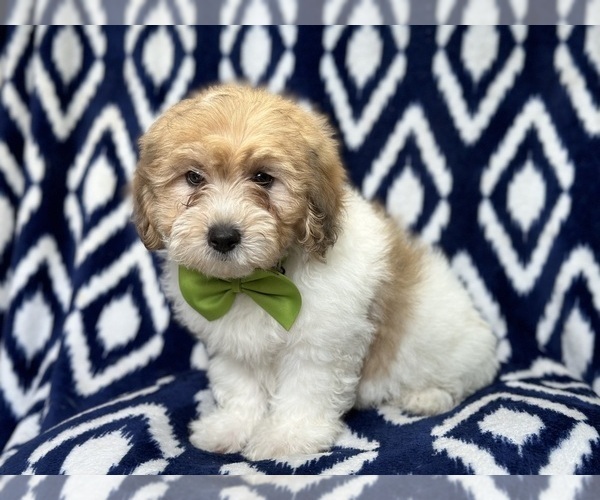 Medium Photo #6 Lhasa-Poo Puppy For Sale in LAKELAND, FL, USA