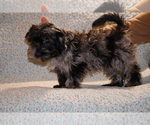 Small #30 Yorkiepoo mix (+ Poodle Toy)