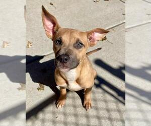 Mutt Dogs for adoption in Tulsa, OK, USA