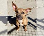 JOSIE - Female Mutt Dog for Adoption - Small photo