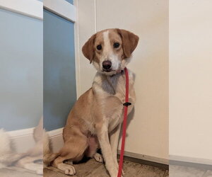Collie-Unknown Mix Dogs for adoption in Boston, MA, USA
