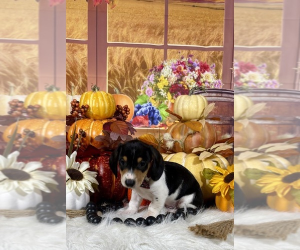 Medium Photo #5 Dachshund Puppy For Sale in RIPLEY, MS, USA
