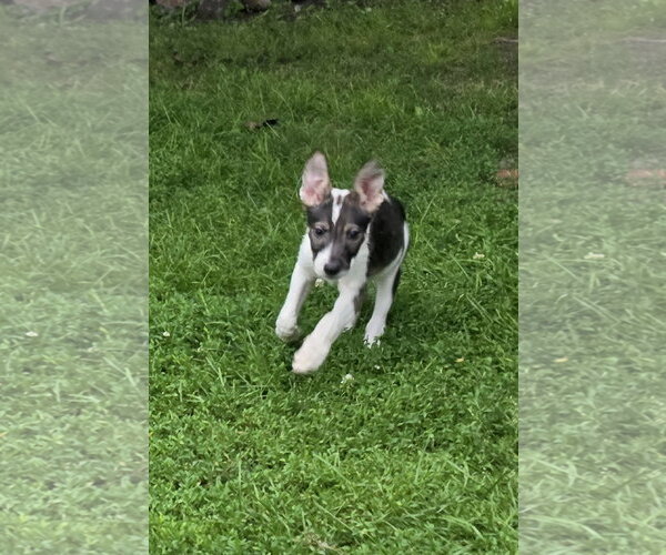 Medium Photo #3 Collie-Unknown Mix Puppy For Sale in Marine City, MI, USA