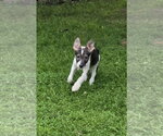Small #2 Collie Mix