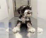 Puppy Puppy 3 Schnauzer (Miniature)