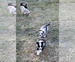 Small Photo #9 Australian Shepherd Puppy For Sale in LASCASSAS, TN, USA