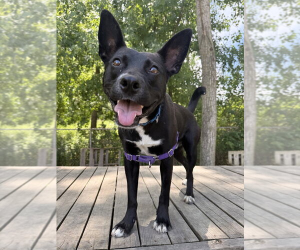 Medium Photo #8 Labrador Retriever-Unknown Mix Puppy For Sale in Elmsford, NY, USA