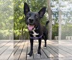 Small #7 Labrador Retriever Mix