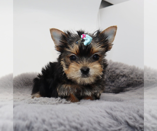 Medium Photo #2 Yorkshire Terrier Puppy For Sale in LOS ANGELES, CA, USA