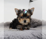 Small #1 Yorkshire Terrier