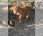 Small Photo #75 Rhodesian Ridgeback Puppy For Sale in MORONGO VALLEY, CA, USA