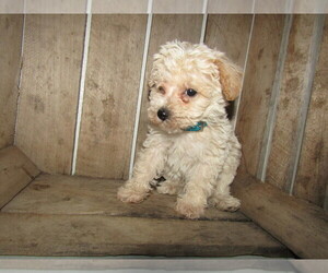 Schnoodle (Miniature) Puppy for sale in JACKSON, MI, USA