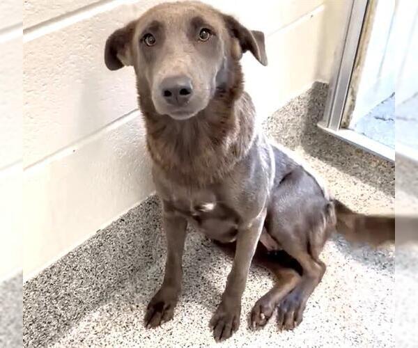 Medium Photo #3 Labrador Retriever-Unknown Mix Puppy For Sale in Houston, TX, USA