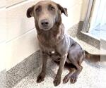 Small #2 Labrador Retriever Mix