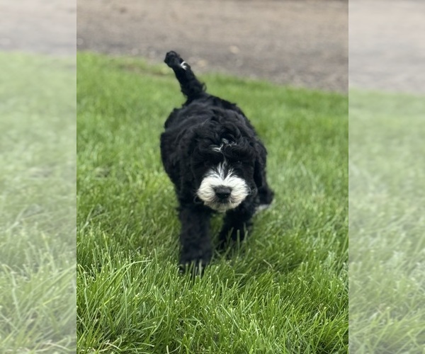 Medium Photo #4 Miniature Bernedoodle Puppy For Sale in LONGMONT, CO, USA