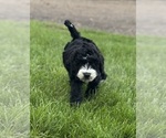 Small #3 Miniature Bernedoodle