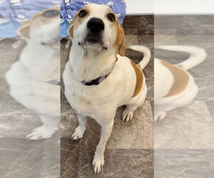American Foxhound-Labrador Retriever Mix Dogs for adoption in Great Bend, KS, USA