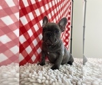 Small Photo #2 French Bulldog Puppy For Sale in BEECH GROVE, IN, USA