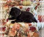 Image preview for Ad Listing. Nickname: Bessie