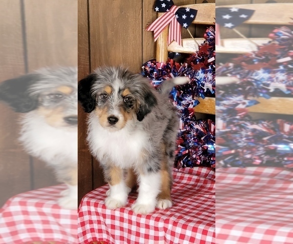 Medium Photo #35 Bernedoodle (Miniature) Puppy For Sale in BLACK FOREST, CO, USA