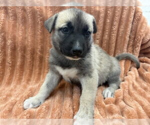 Mutt Dogs for adoption in San Bernardino, CA, USA