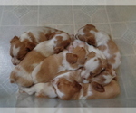 Small Photo #13 Brittany Puppy For Sale in CULPEPER, VA, USA