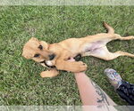 Small #4 Mutt