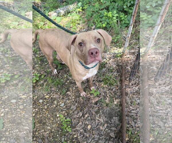 Medium Photo #1 Labrador Retriever-Unknown Mix Puppy For Sale in Jackson, MS, USA