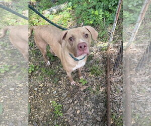 Labrador Retriever-Unknown Mix Dogs for adoption in Jackson, MS, USA