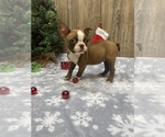 Small Photo #3 Boston Terrier Puppy For Sale in MYRTLE, MO, USA