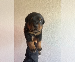 Bolognese Puppy for sale in FULLERTON, CA, USA