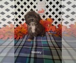 Image preview for Ad Listing. Nickname: Litter of 4
