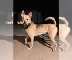 Small #5 Mutt