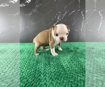 Small #26 Boston Terrier