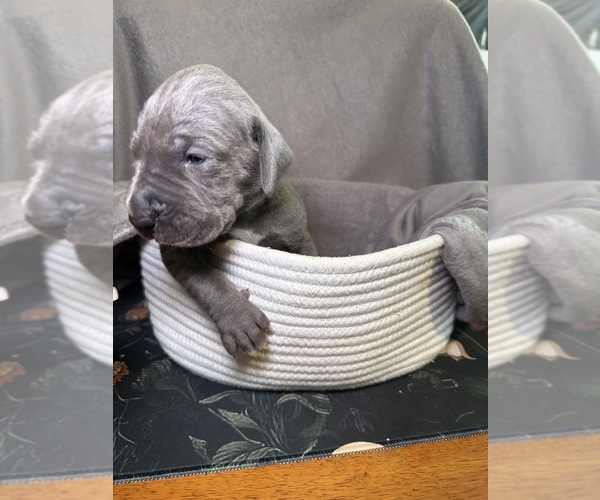 Medium Photo #2 Great Dane Puppy For Sale in GASTONIA, NC, USA