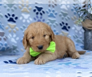 Goldendoodle Puppy for sale in LANCASTER, PA, USA