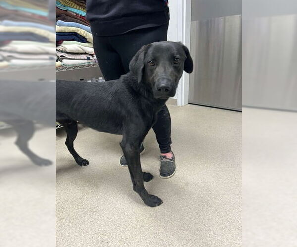 Medium Photo #3 Labrador Retriever-Unknown Mix Puppy For Sale in Oskaloosa, IA, USA