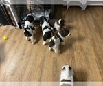Small Photo #3 Chesa-Poo Puppy For Sale in DELTONA, FL, USA