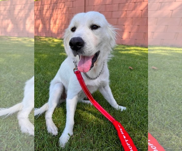 Medium Photo #3 Golden Retriever-Unknown Mix Puppy For Sale in San Diego, CA, USA