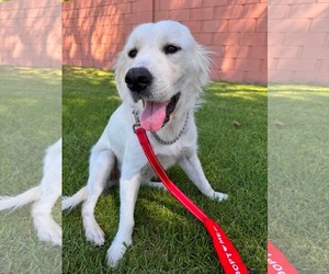 Lucille - Female Golden Retriever-Unknown Mix Dog for Adoption - Photo #3