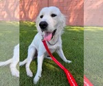 Small #2 Golden Retriever Mix