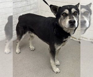 Gerberian Shepsky Dogs for adoption in San Bernardino, CA, USA