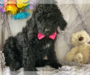 Medium Poodle (Standard)