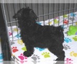 Small Photo #6 Schnoodle (Miniature) Puppy For Sale in ORO VALLEY, AZ, USA