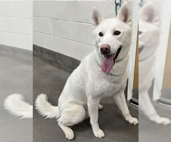 Medium Photo #1 Siberian Husky Puppy For Sale in Forestville, MD, USA