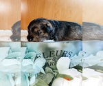 Small Photo #4 Schnoodle (Miniature) Puppy For Sale in AURORA, CO, USA